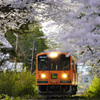 桜のトンネルと電車