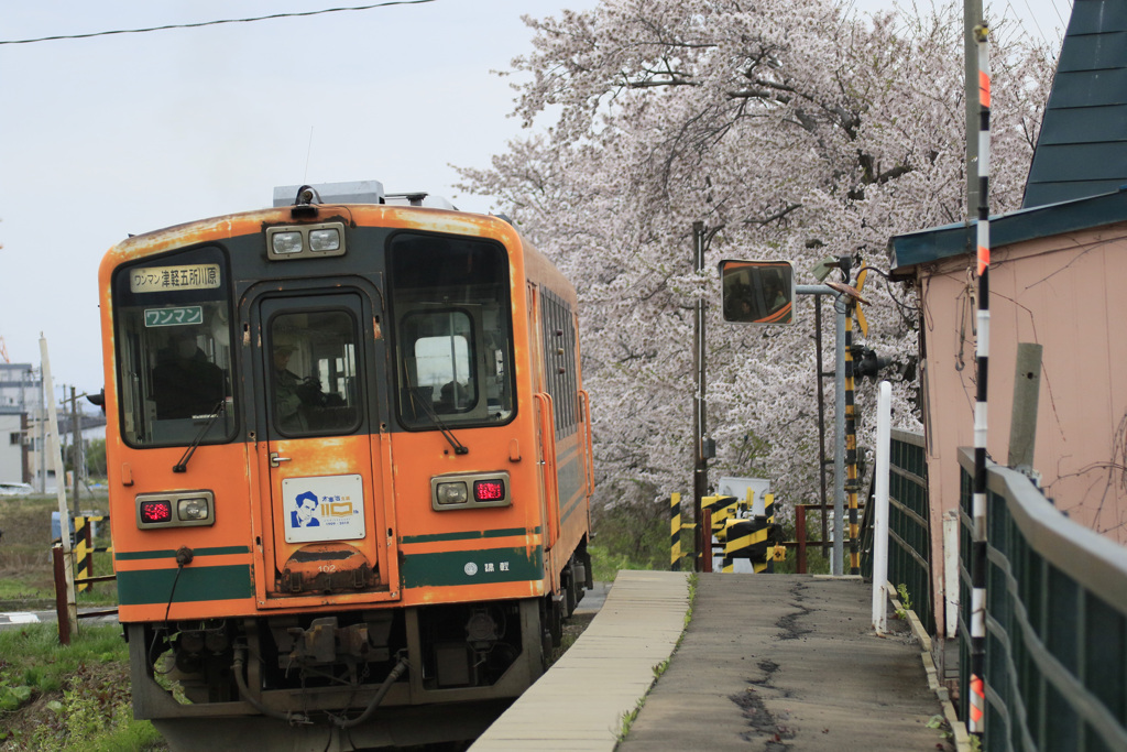 桜と津軽鉄道
