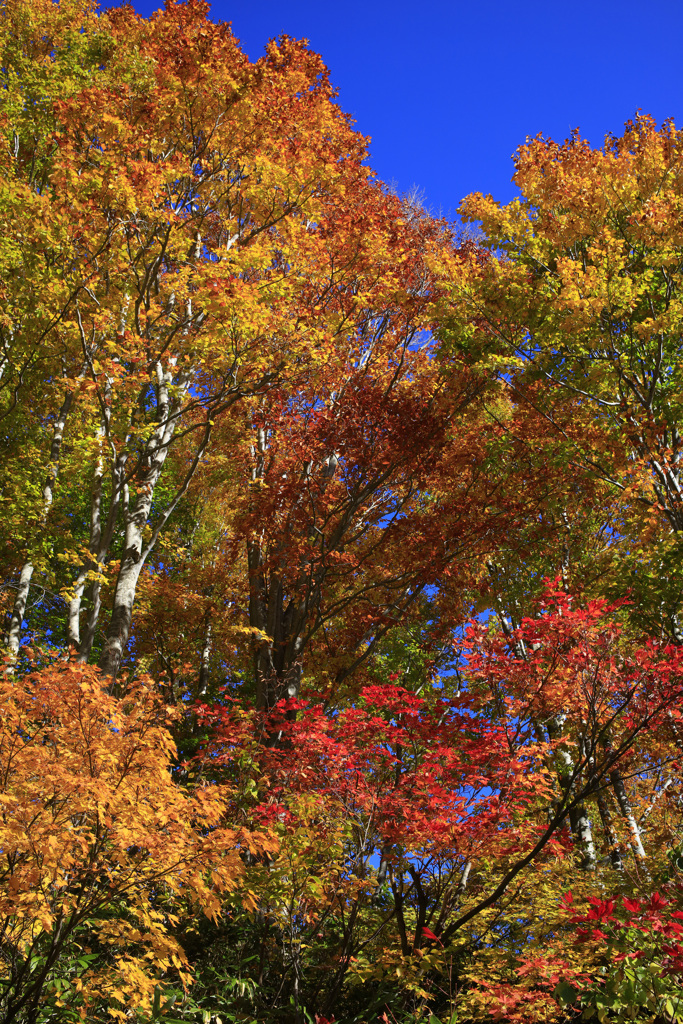 八甲田山の紅葉