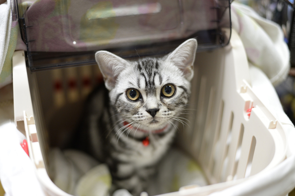 アメリカンショートヘアーの子猫