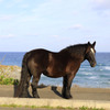 尻屋崎の寒立馬