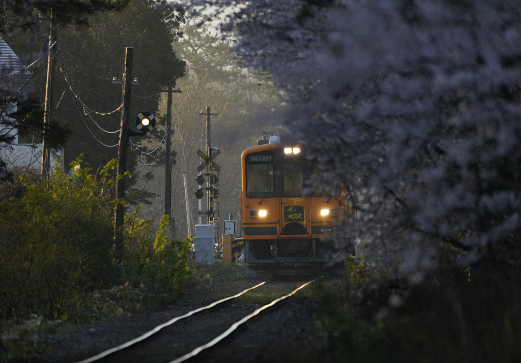 桜のトンネルと津軽鉄道