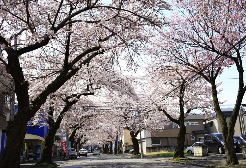 青森の桜川通り　１