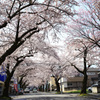 青森の桜川通り　１