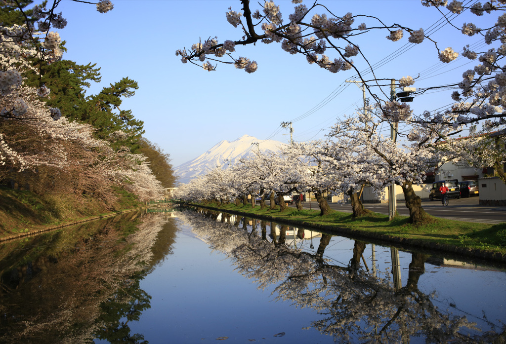 桜と岩木山