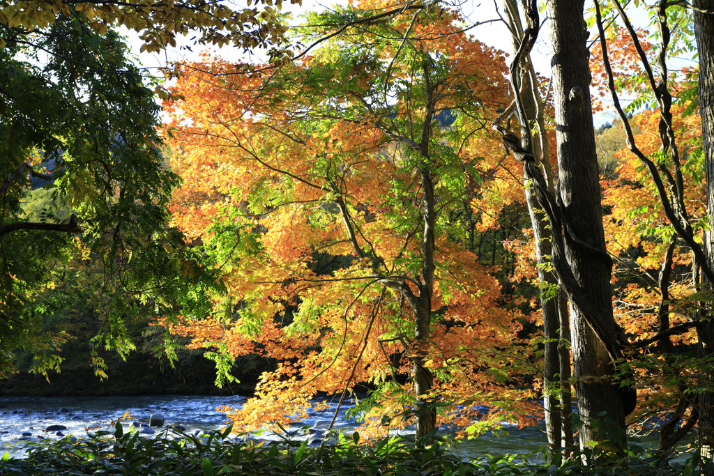 奥入瀬渓流の紅葉