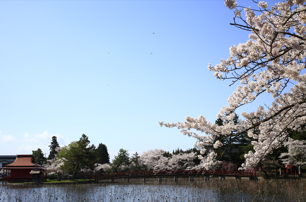 猿賀公園の桜