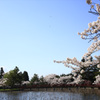 猿賀公園の桜
