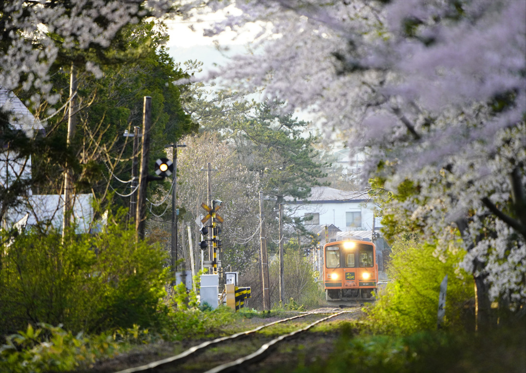 桜のトンネル