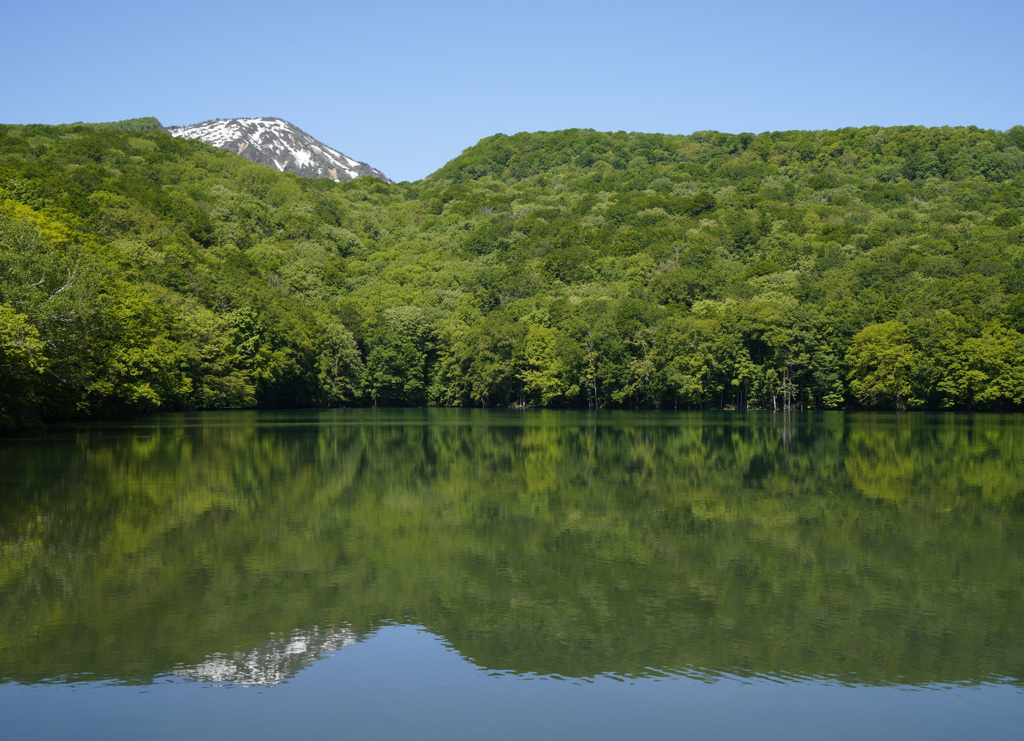 新緑の蔦沼