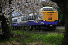 特急はくちょうと桜