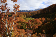 城ヶ倉大橋の紅葉