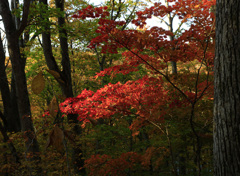 蔦沼付近の紅葉