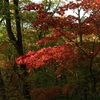 蔦沼付近の紅葉