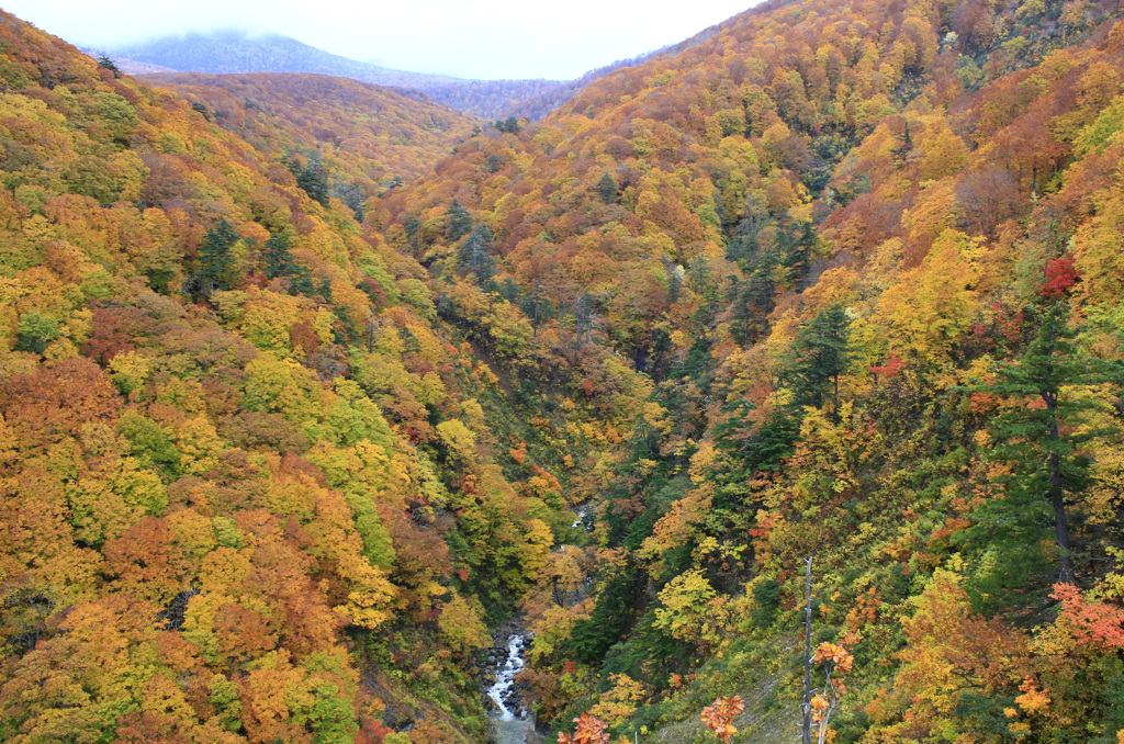 城ヶ倉大橋からみた紅葉