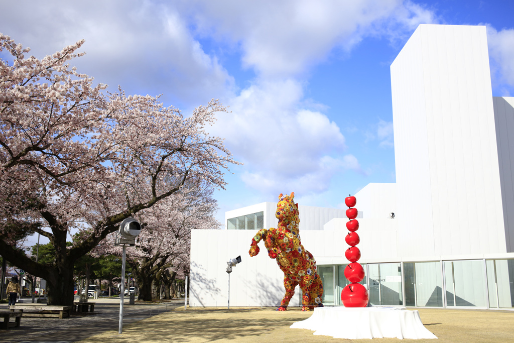 十和田の桜