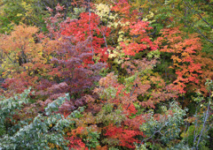 城ヶ倉大橋の紅葉