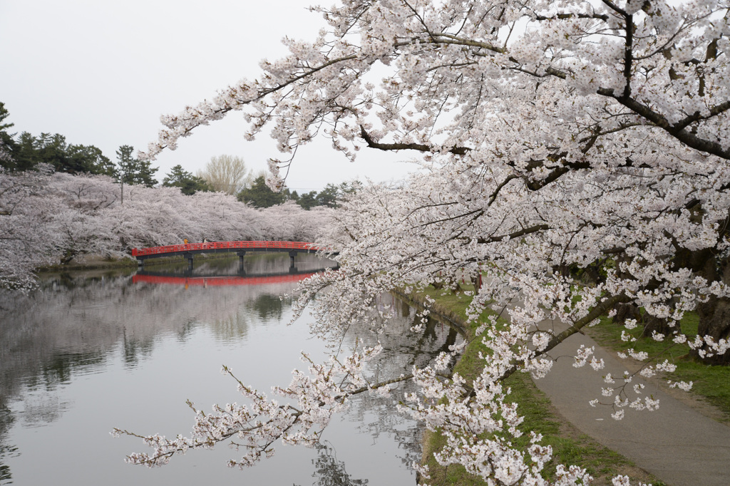 満開の桜と西堀