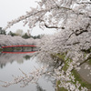 満開の桜と西堀