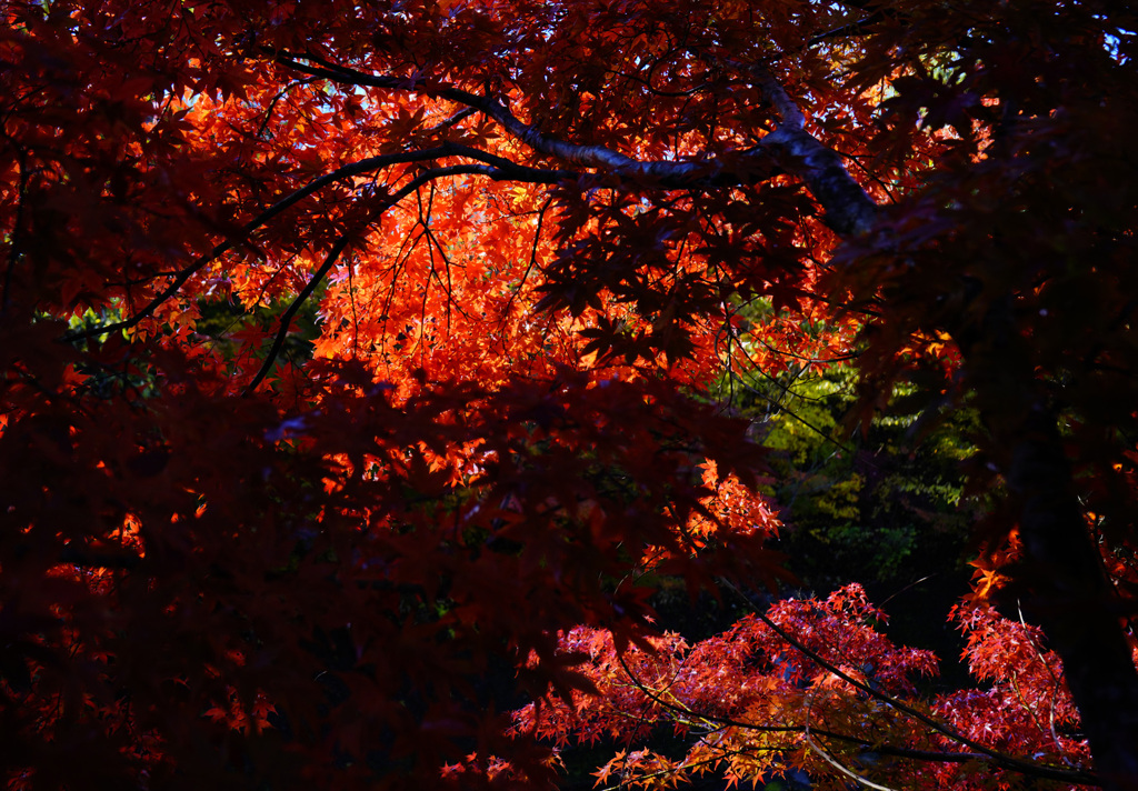 中野もみじ山の紅葉