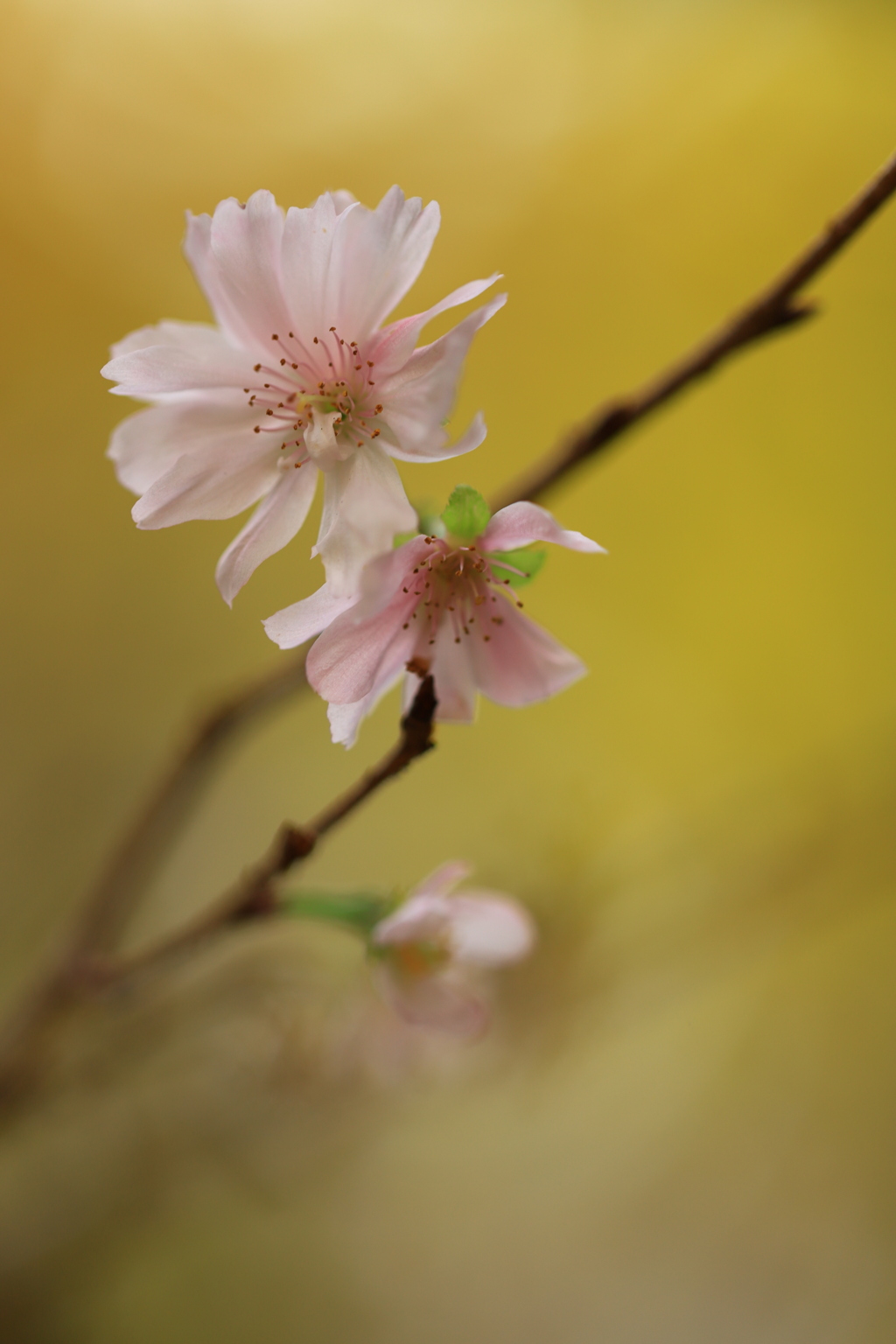 秋にも咲く桜があるらしい