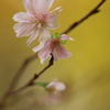 秋にも咲く桜があるらしい