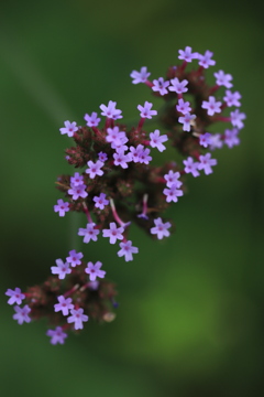 小さなお花