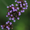 小さなお花