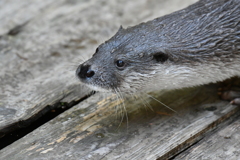 カワウソの