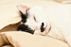 うー眠いー