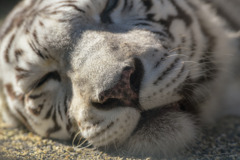 ホワイトタイガーのお鼻