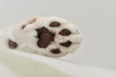 これは紛れもなく