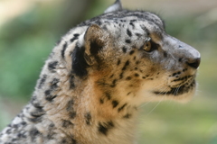 ユキヒョウの横顔に