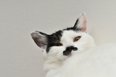 ハッ！