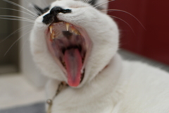 ウオーーー