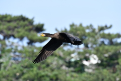 飛んでる鳥を