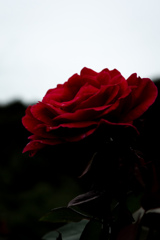 LRM_EXPORT_86276880210887_20191020_08423