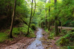 森林の小川