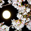 桜とスーパームーンのコラボ－１