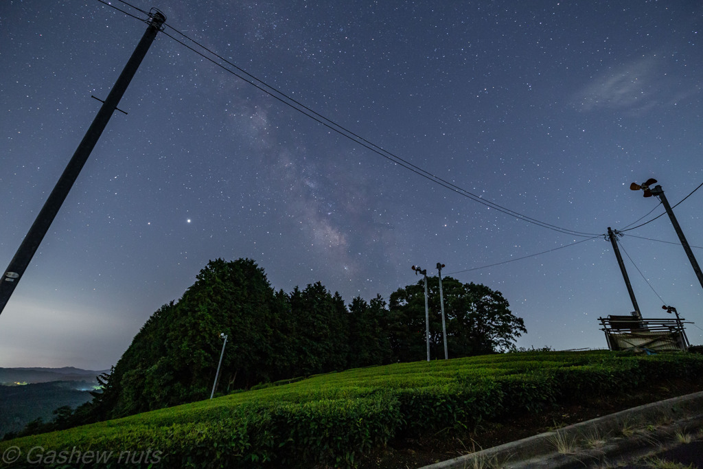 茶畑と星