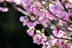 近所の桜満開