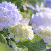 紫陽花と蝶