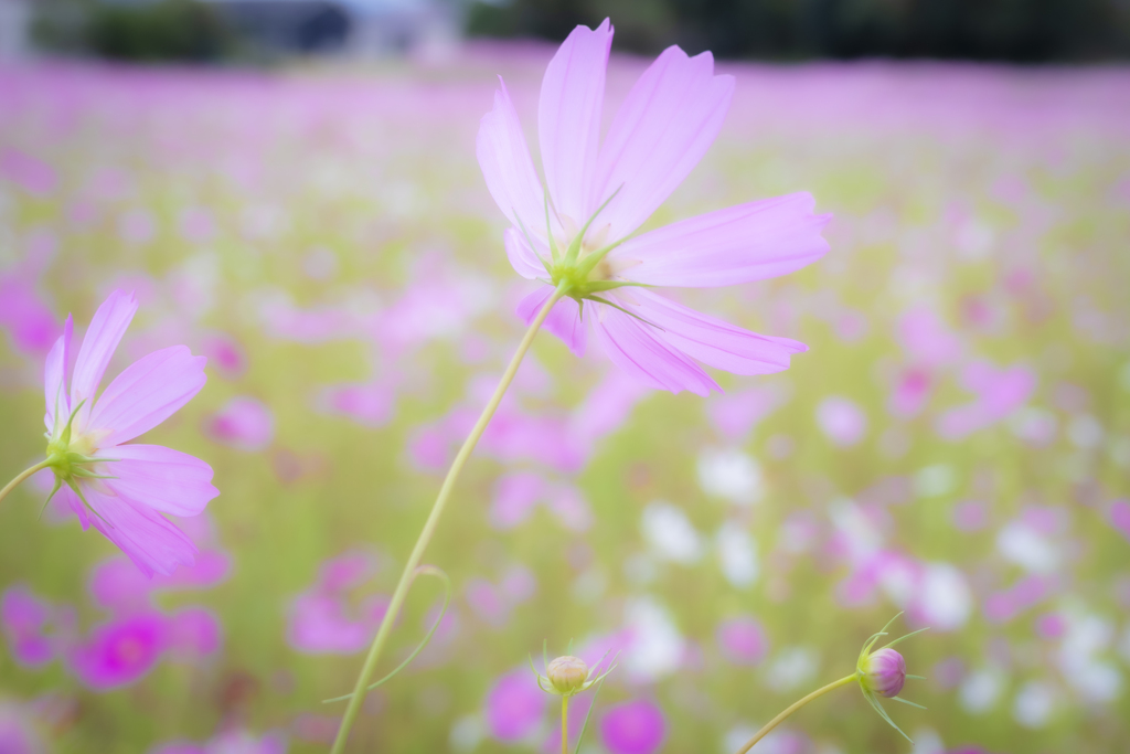 秋の風