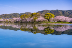 今年も会えた桜の散歩道