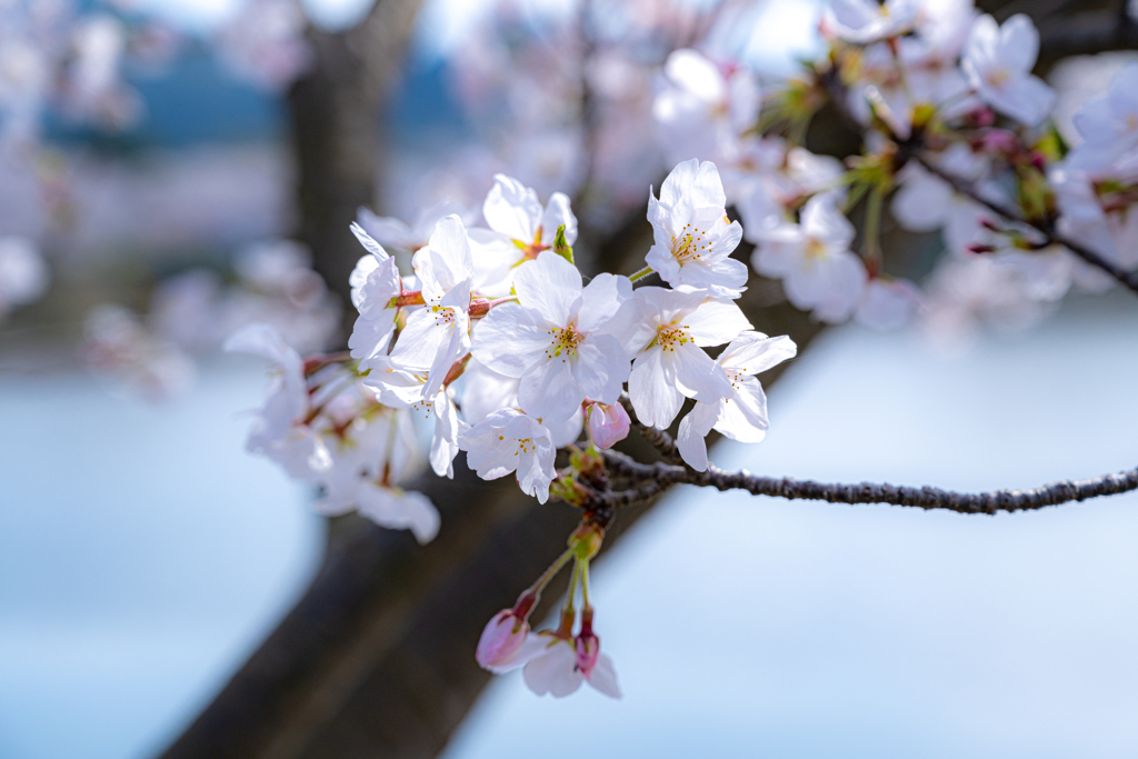 桜満開