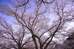 満天の桜