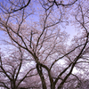 満天の桜