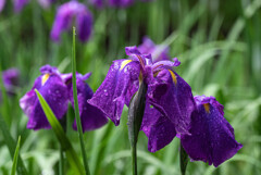 梅雨入りの花しょうぶ