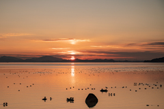 夕日に染まる海と水鳥と