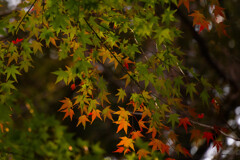 グラデーション